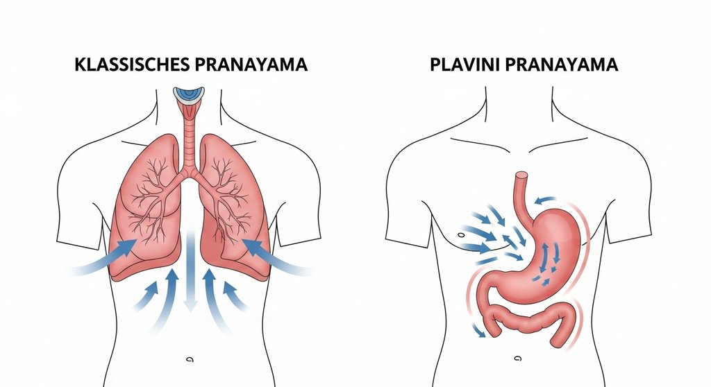Infografik, die den Luftstrom bei Plavini Pranayama in den Magen zeigt.