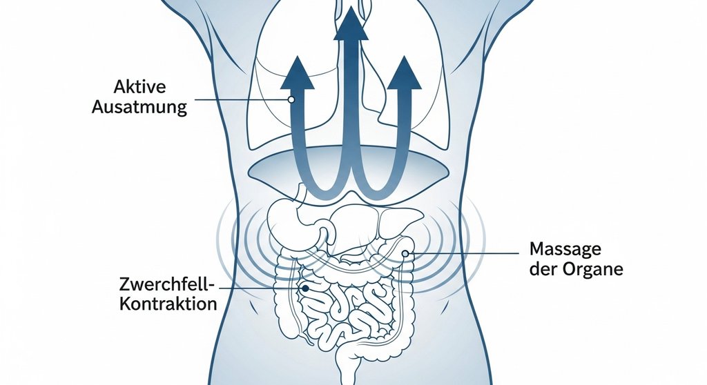 Infografik zur Wirkung von Kapalabhati, die die Massage der Bauchorgane durch das Zwerchfell zeigt.